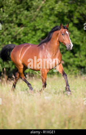 Dutch Warmblood. Bay gelding trotting on a meadow. Germany Stock Photo