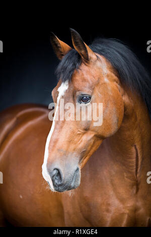 Dutch Warmblood. Portrait of bay gelding on a meadow. Germany Stock Photo