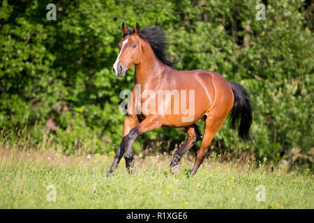 Dutch Warmblood. Bay gelding galloping on a meadow. Germany Stock Photo