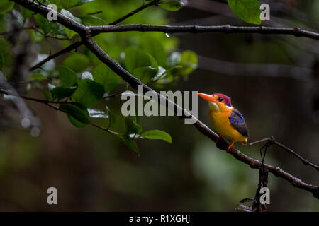 The Oriental dwarf kingfisher (Ceyx erithaca) in Tamhini Ghat and Mulshi Dam in western ghats of Pune, Maharashtra, India. Stock Photo