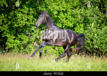 Hanoverian Horse. Black adult galloping on a meadow. Germany Stock Photo