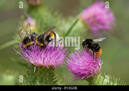 Buff-tailed Bumble Bees (Bombus terrestris) and Red-tailed Bumblebee (Bombus lapidarius) drinking nectar from a flower of a Bull Thistle (Cirsium vulgare). Germany Stock Photo