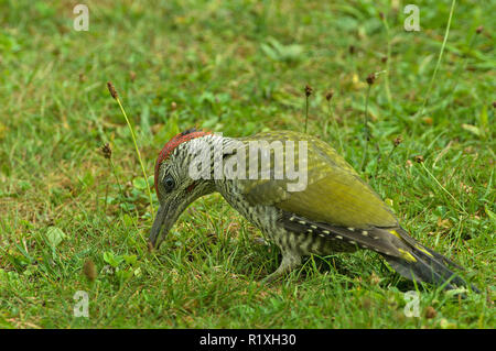 Green Woodpecker (Picus viridis). Juvenile male foraging on a meadow. Germany Stock Photo