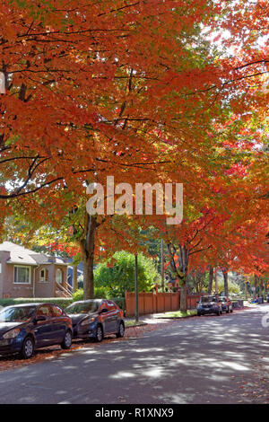 Bright red maple trees on a residential street on the west side of Vancouver, BC, Canada Stock Photo