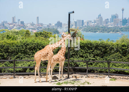 Sydney, New South Wales, Australia-December 21,2016: Two giraffes feeding on hanging planter at the Taronga Zoo with cityscape in Sydney, Australia Stock Photo