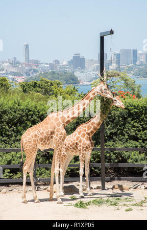 Sydney, New South Wales, Australia-December 21,2016: Two giraffes feeding on hanging planter at the Taronga Zoo with cityscape in Sydney, Australia Stock Photo