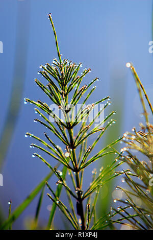Water Horsetail plant at a grassy meadow by the Vistula river in Mazovia region in Poland Stock Photo