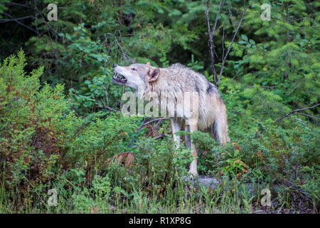 Tundra Wolf Howling at the Edge of the Forest Stock Photo