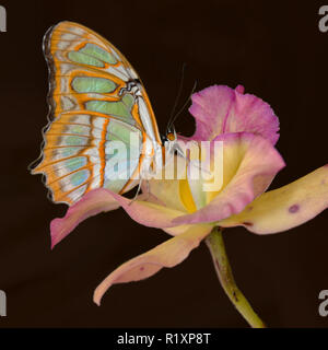 Malachite Butterfly perched on a Budding Flower Isolated on a Dark Background Stock Photo