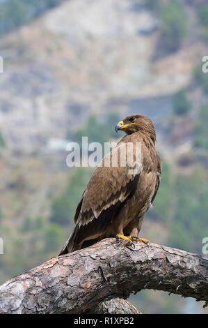 Steppe Eagle Aquila nipalensis in Uttarakhand, Indian Himalayas Stock Photo