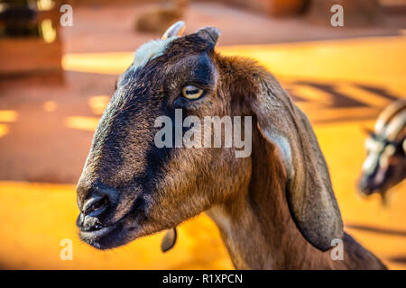 A Spanish Goat inside the ranch of Orlando, Florida Stock Photo