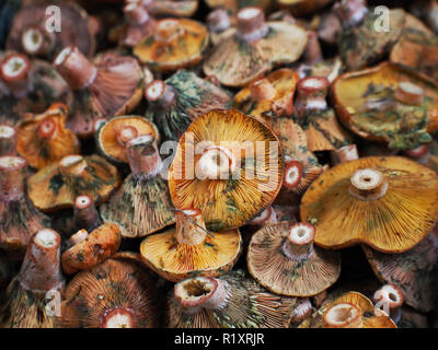 Mushrooms on the market. Fresh mushrooms. Stock Photo