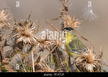 A lesser goldfinch (Spinus psaltria) feeds on the seeds of a dry thistle plant in California. Stock Photo
