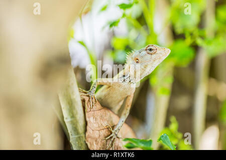 Oriental Garden Lizard, eastern garden lizard or changeable lizard on the rock against green background in natural garden Stock Photo