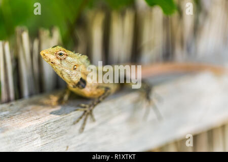 Oriental Garden Lizard, eastern garden lizard or changeable lizard on the rock against green background in natural garden Stock Photo