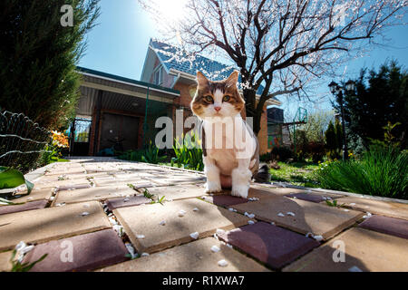 Norwegian Forest Cat walks through the courtyard of the house in the garden which is covered with petals of a blossoming tree apricot. Stock Photo