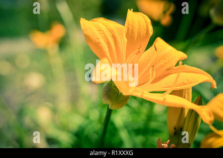 Beautiful orange lily flowers in the summer garden, wallpaper, photo Stock Photo