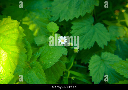 Spring Asperula graveolens white flowers horizontal background Stock Photo