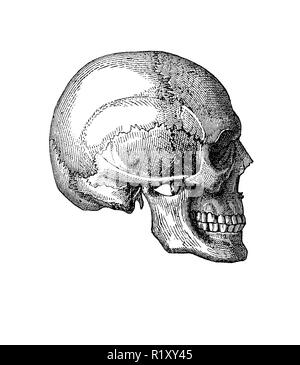Vintage illustration of anatomy, human skull lateral view Stock Photo