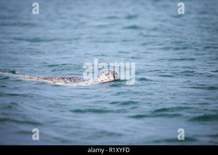 Wild seal in blue waters of the Sea of Japan Stock Photo