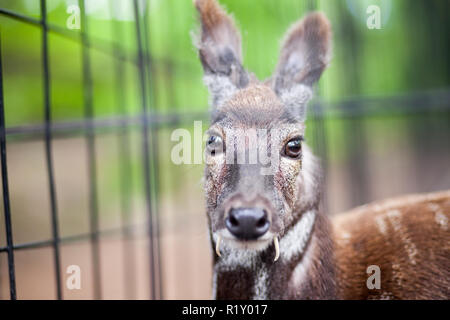Siberian musk deer in a zoo looking to camera Stock Photo