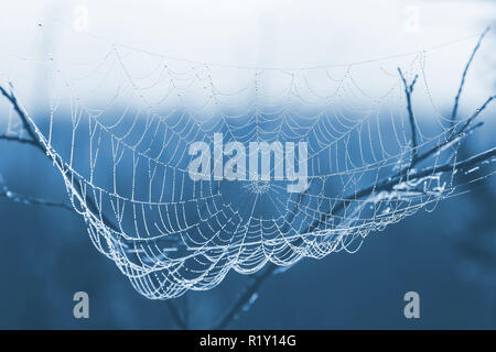 toned in blue color image cobweb with water drops Stock Photo