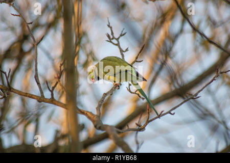 Blackpool UK, 15th November 2018. Weather news. The weather is mild and sunny in Blackpool today. Plenty of people out enjoying the autumnal sunshine, and the wildlife seems to be enjoying it too. Credit: gary telford/Alamy Live News Stock Photo