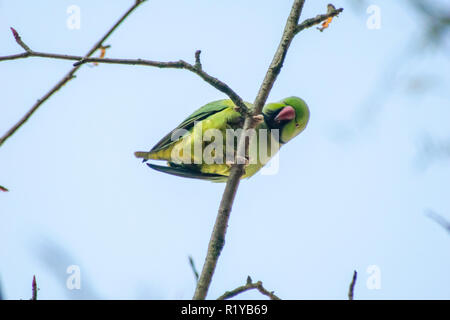 Blackpool UK, 15th November 2018. Weather news. The weather is mild and sunny in Blackpool today. Plenty of people out enjoying the autumnal sunshine, and the wildlife seems to be enjoying it too. Credit: gary telford/Alamy Live News Stock Photo