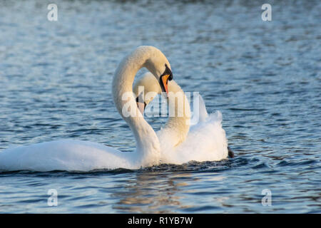 Blackpool UK, 15th November 2018. Weather news. The weather is mild and sunny in Blackpool today. Plenty of people out enjoying the autumnal sunshine, and the wildlife seems to be enjoying it too. Credit: gary telford/Alamy Live News Stock Photo