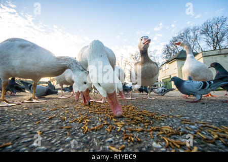 Blackpool UK, 15th November 2018. Weather news. The weather is mild and sunny in Blackpool today. Plenty of people out enjoying the autumnal sunshine, and the wildlife seems to be enjoying it too. Credit: gary telford/Alamy Live News Stock Photo