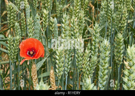 Red wild poppy flower among green ears of wheat during ripening Stock Photo