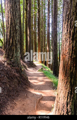 Hiking trail going through redwood forest of Muir Woods National Monument, north San Francisco bay area, California Stock Photo