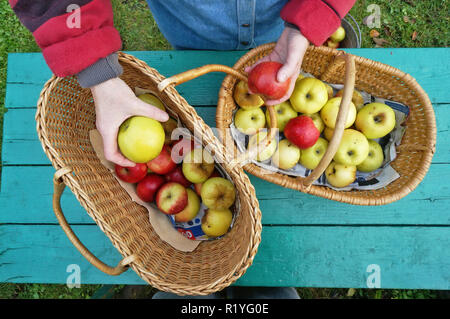 Woman farmer sorts ripe sweet apples on a green wooden table. Cloudy autumn day outdoor garden shot Stock Photo