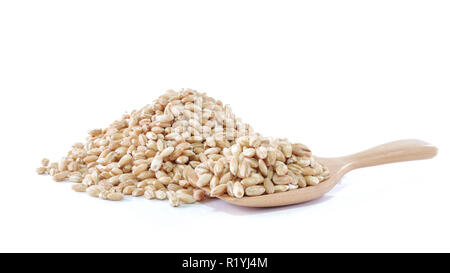 pearls barley grain seed on background Stock Photo
