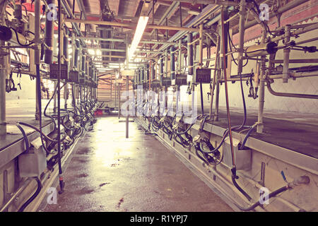 Automatic milking system for cows in dairy farm Stock Photo