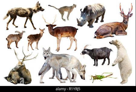 collection of different birds, mammals and reptiles from asia isolated