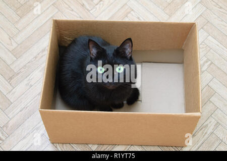 A black cat is sitting in a cardboard box. View from above. Stock Photo