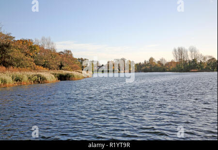 A view of the reed fringed Filby Broad on the Norfolk Broads at Filby, Norfolk, England, United Kingdom, Europe. Stock Photo