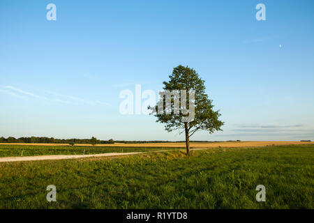 Single tree growing on a green meadow and blue clear sky Stock Photo