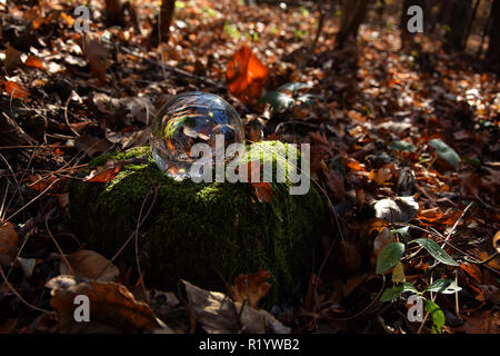 Forest in autumn, Dobrogea land, Romania. Creative composition and nature decoration with transparent crystal ball. Stock Photo