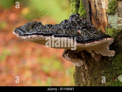 Ganoderma applanatum bracket fungus growing on beech tree. Tipperary, Ireland