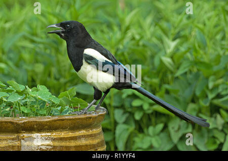 Magpie (Pica pica) in a garden, standing on a flower pot. Germany Stock Photo