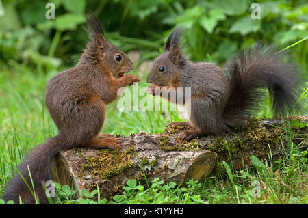 Red Squirrel (Sciurus vulgaris). Couple sitting on a mossy log while eating. Germany Stock Photo