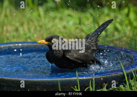 Blackbird (Turdus merula). Male bathing in blue bird bath. Germany Stock Photo