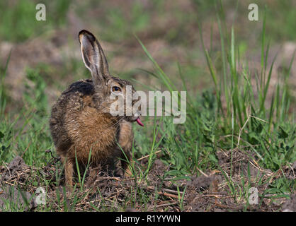 European Hare (Lepus europaeus). Adult at the edge of a field, eating. Austria Stock Photo