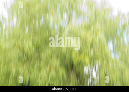 Impressions of Nature - Weeping Willow tree, abstract,  England Stock Photo