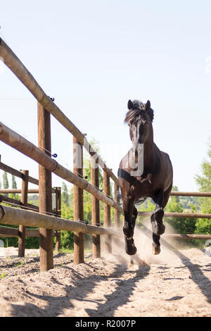 Hanoverian Horse. Black stallion galloping in a paddock. Germany Stock Photo