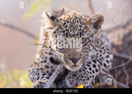 African Leopard (Panthera pardus). Cub resting in a tree. Mala Mala Game Reverve, South Africa Stock Photo