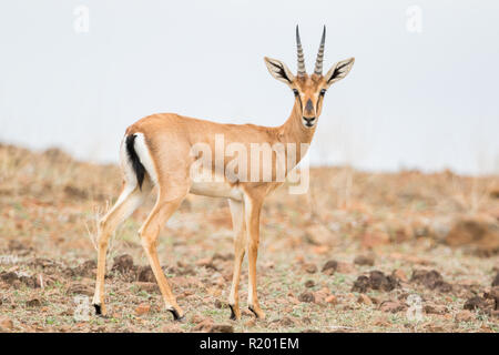 Wild Chinkara (gazella bennettii) aka Indian Gazelle in grasslands habitat  around Pune, Maharashtra, India Stock Photo