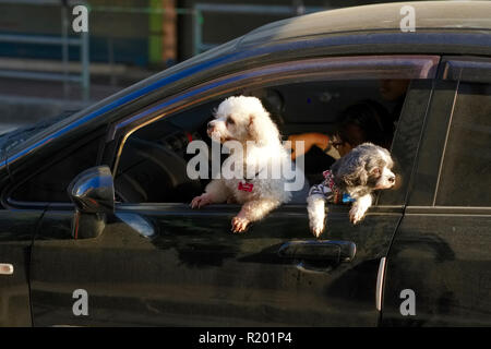 Two young dogs in Bangkok, Thailand, eagerly peeking out of their owner's car Stock Photo